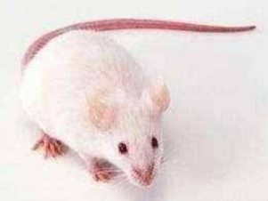 In Vivo Assays (Transgenic Mice) - Creative Biolabs